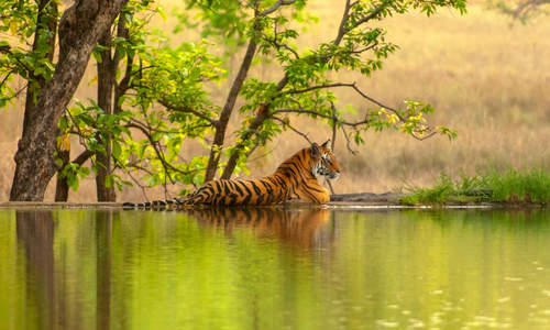Bengal tiger, Ranthambore National Park