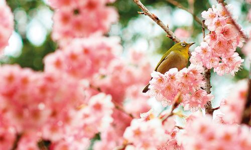 Blossom Season in Shikoku