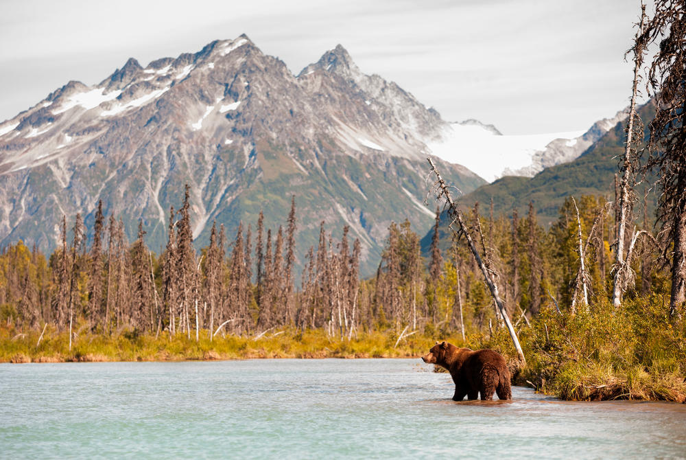 Bear in the water in Alaska USA