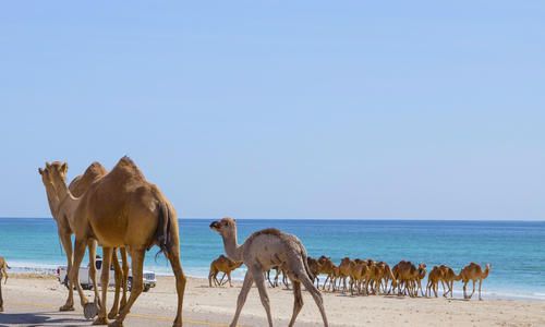 Camels, Salalah, Oman