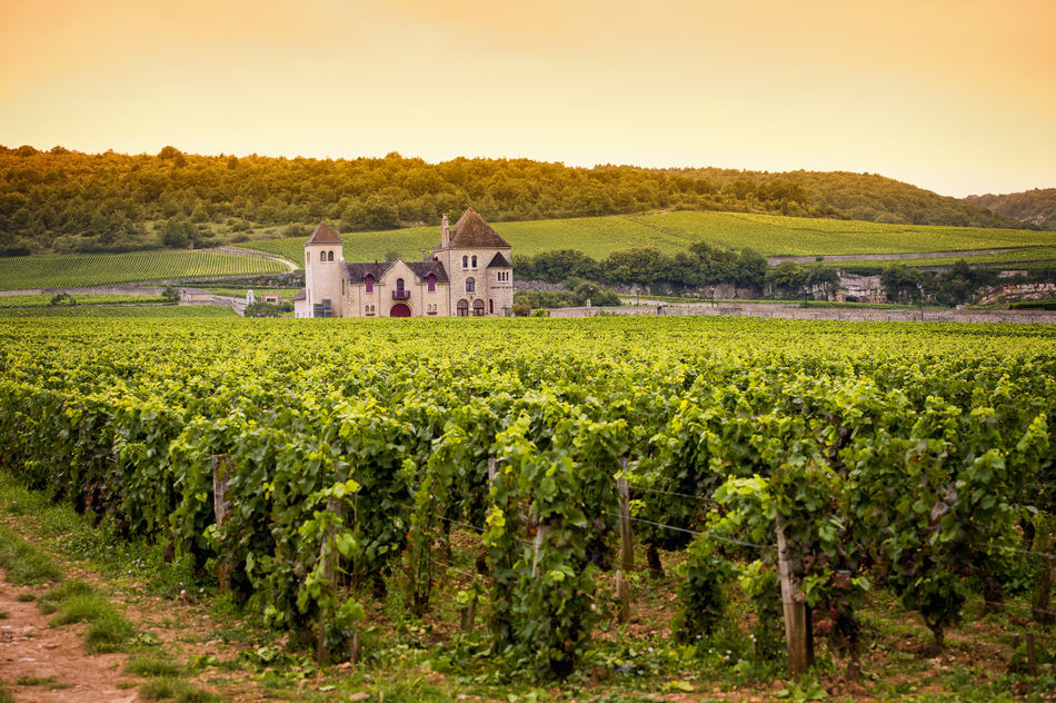 View of a chateau over vineyards in Burgundy