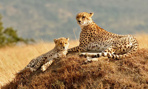 Cheetahs of Masai Mara National Reserve, Kenya
