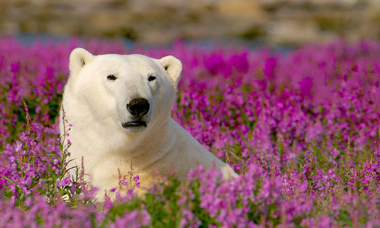 Churchill Polar Bear