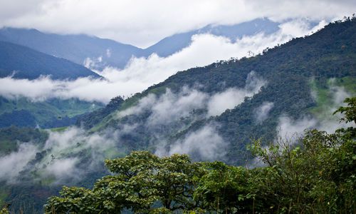 Ecuador cloud forest