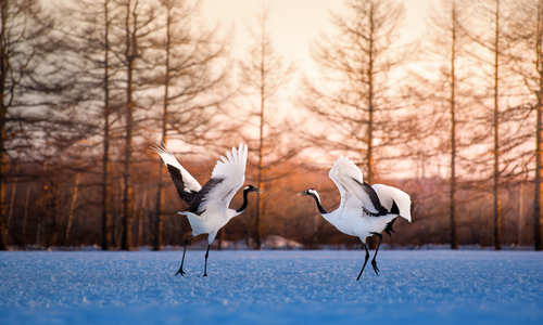 Cranes, Japan