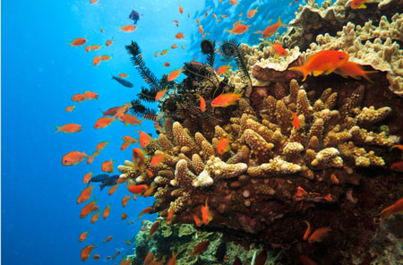 Australia Great Barrier Reef dive site