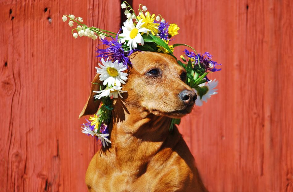 A very stylish dog, wearing a traditional Swedish Midsummer crown