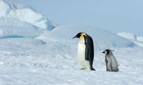 Emperor Penguin Chick follows after father in Antarctica