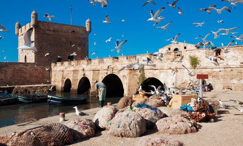 Fishing catches, Essaouira, Morocco