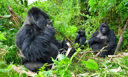 Gorilla family, Rwanda