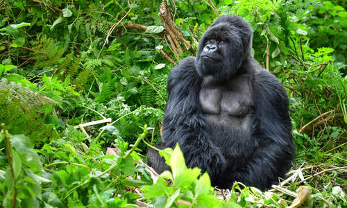 Gorilla, Volcanoes National Park, Rwanda 