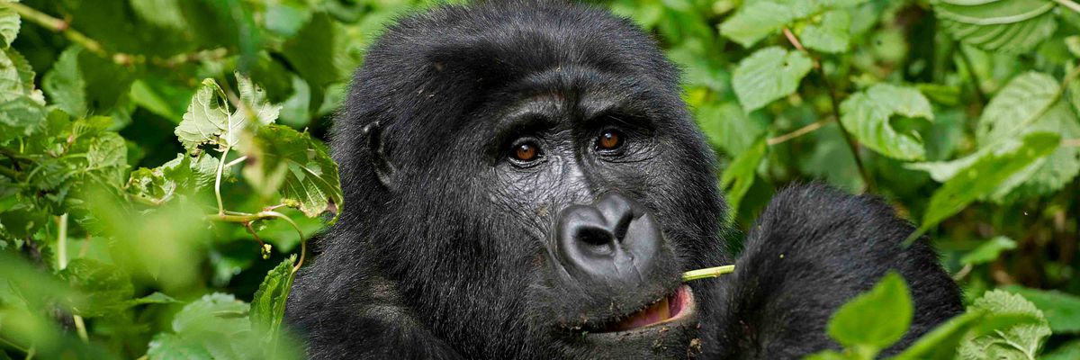 Gorilla, Bwindi Forest