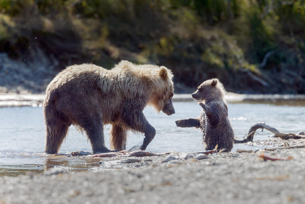 Grizzly bear and baby in Canada