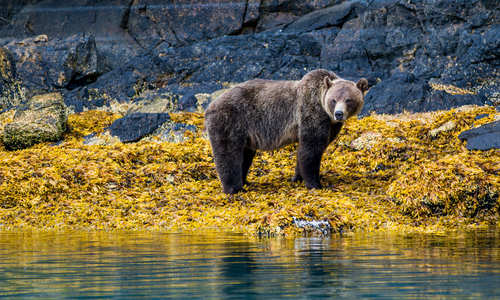 Grizzly bear, Great Bear Rainforest