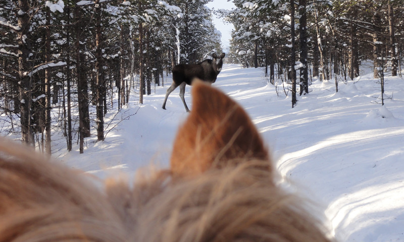 Horseback & moose safari (© Ofelas)