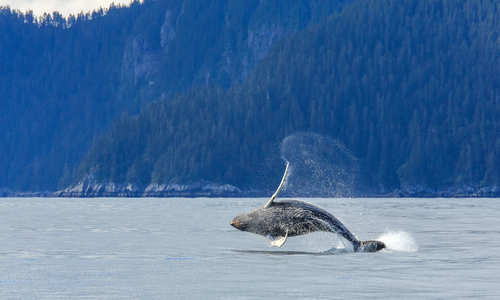 Humpback whale, Kenai Fjords National Park, Alaska