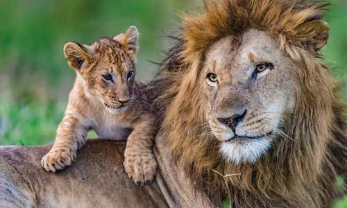 Marsh lions by Jonathan and Angie Scott