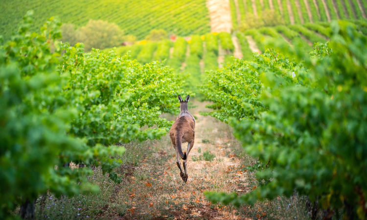 Kangaroo in Australian vineyard