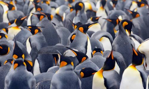 King penguins, Antarctica