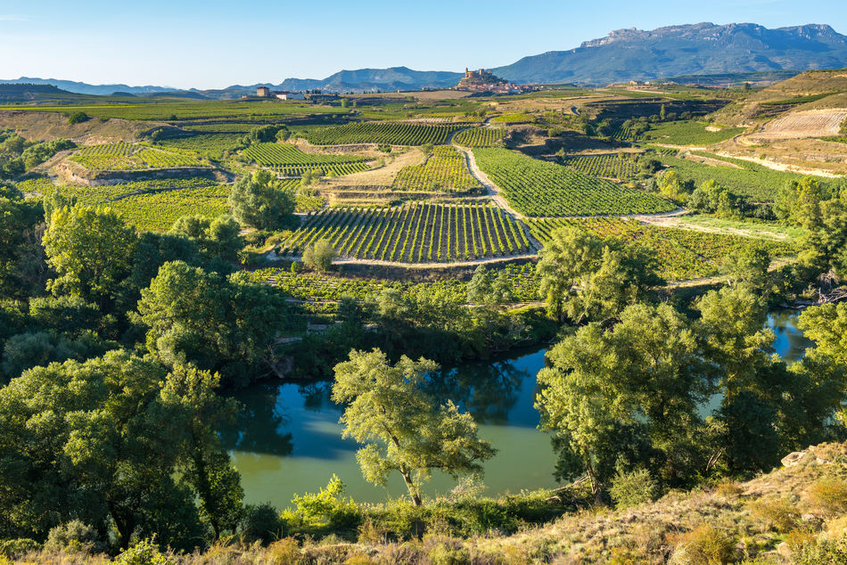 Rioja vineyards, Spain