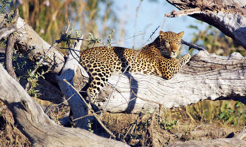 Leopard, Kafue, Zambia