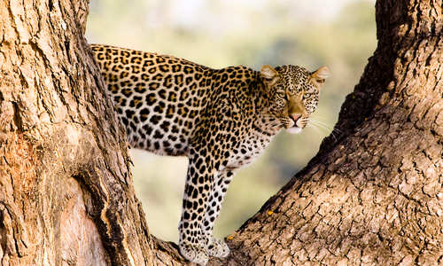 Leopard, Sanctuary Baines Camp, Botswana