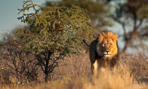 Lion in Kgalagadi National Park, South Africa