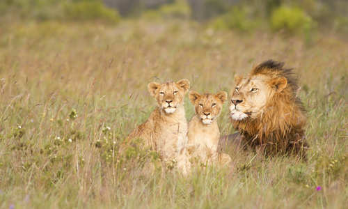 Lions, Eastern Cape, South Africa