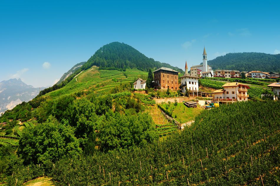 lutheran church and vineyard in the italian alps