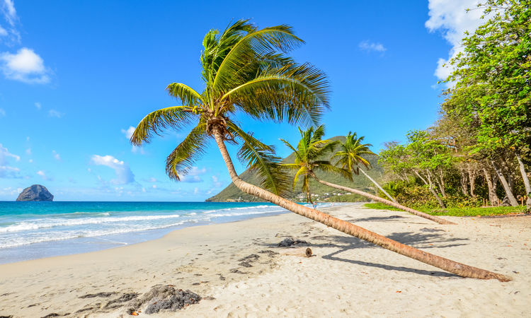 Martinique Beach Palm Tree