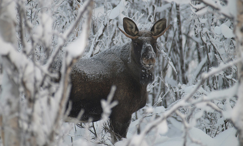 Moose (© Ofelas)