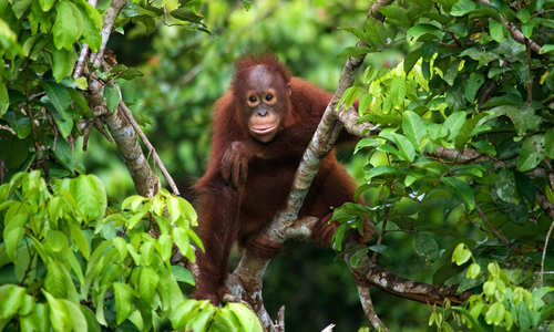 Orangutan, Kalimantan, Indonesia