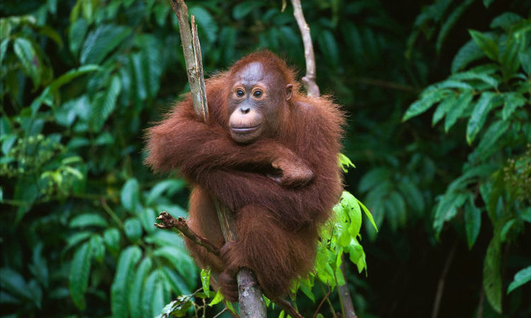 Orangutan, Malaysia