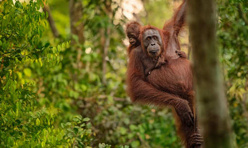 Orangutans in Borneo, Malaysia
