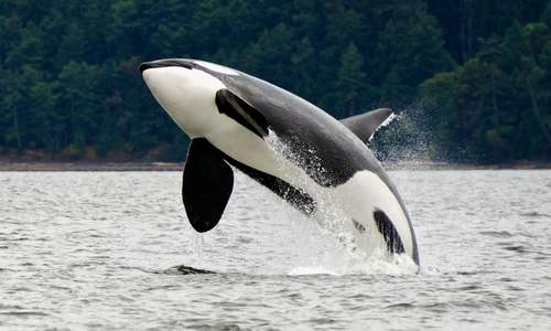 Orca Whale, Canada