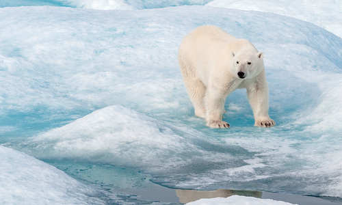 Polar bear, Ponant (credit: Laurence Fischer)