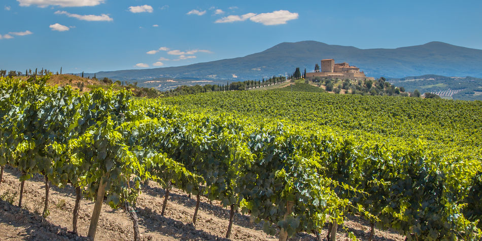 Vineyards in Spain's Rioja wine region