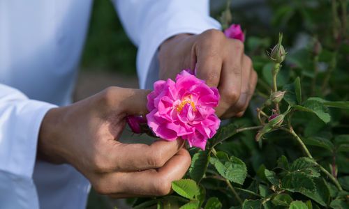 Rose Season in Oman