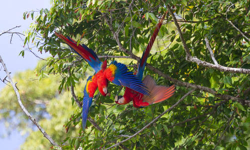 Scarlet Macaw Couple, Osa Peninsula