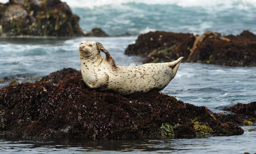 Seal basking on rocks in Californian Harbour