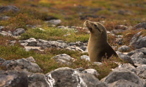 Seal in the Galápagos
