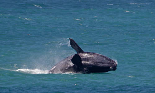 Southern right whale, Hermanus