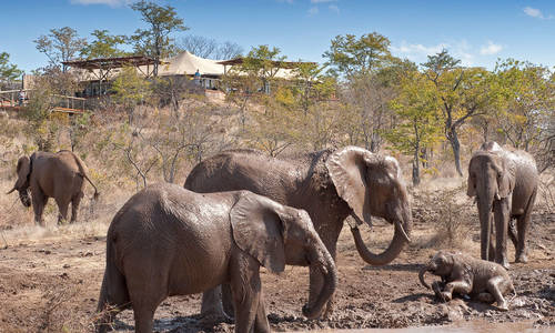 The Elephant Camp, The Victoria Falls, Zimbabwe