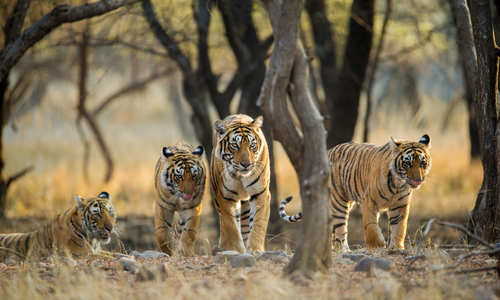 Tigers in Ranthambore National Park, Rajasthan
