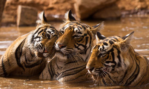Tigers, Ranthambore National Park, India