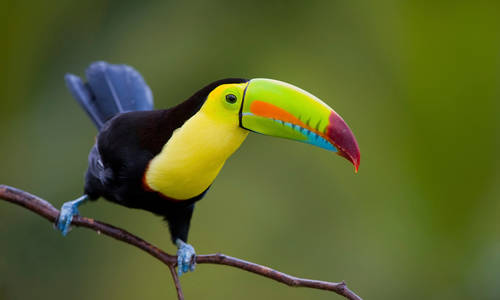Toucan, Costa Rica