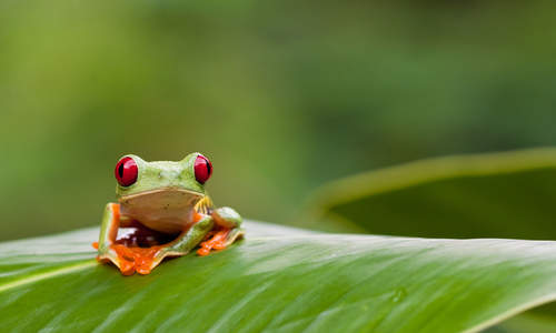 Tree frog, Costa Rica