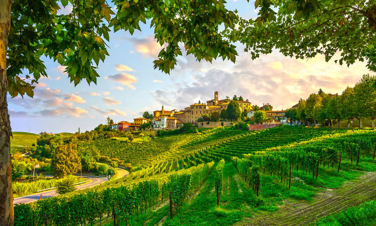 Vineyard in Piedmont, Italy