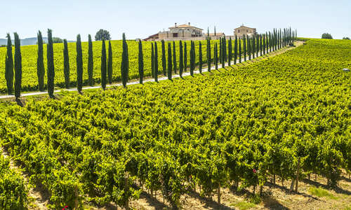vineyard, Umbria, Italy