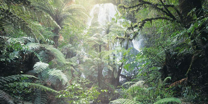 Waterfall in the forest near Treetops Lodge & Estate, Rotorua